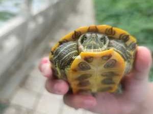 巴西龟可以放生吗（巴西龟可以放生吗视频）