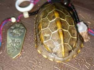 铜龟（铜龟壳和真龟壳哪个灵）