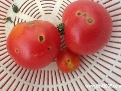 西红柿可以放冰箱保鲜吗（西红柿可以放冰箱保鲜吗生姜可以驱蜗牛吗）