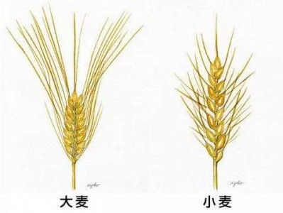 大麦与小麦的区别（大麦与小麦的区别图解视频讲解）