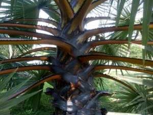 棕榈科（棕榈科室内观叶植物有哪些）