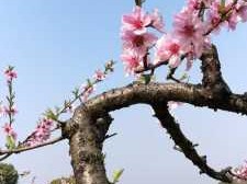 桃树几年开花结果（四大镇宅之树）
