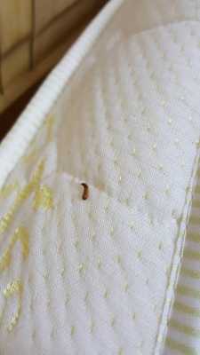 床上的虫子（床上的虫子怎么去除）