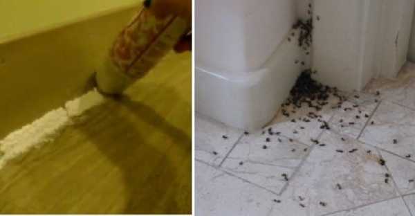 厨房有蚂蚁怎么办能除根（家里有蚂蚁怎么彻底消除）