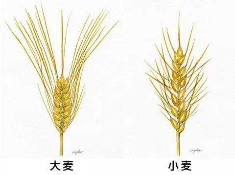 大麦与小麦的区别（大麦与小麦的区别图解视频讲解）